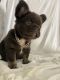 French Bulldog Puppies for sale in Apple Valley, CA, USA. price: $10,000