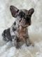 French Bulldog Puppies for sale in South Amboy, NJ, USA. price: $2,800