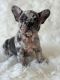French Bulldog Puppies for sale in South Amboy, NJ, USA. price: NA