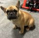 French Bulldog Puppies for sale in Caddo Mills, TX 75135, USA. price: NA