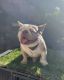 French Bulldog Puppies for sale in 1031 E Benson Hwy, Tucson, AZ 85713, USA. price: NA