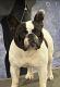 French Bulldog Puppies for sale in Dade City, FL 33525, USA. price: NA