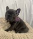 French Bulldog Puppies for sale in Mountain View, CA 94040, USA. price: $2,500