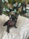 French Bulldog Puppies for sale in Fallbrook, CA 92028, USA. price: $5,000