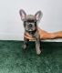 French Bulldog Puppies for sale in 11021 N Kendall Dr, Miami, FL 33176, USA. price: NA
