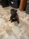French Bulldog Puppies for sale in 1031 E Benson Hwy, Tucson, AZ 85713, USA. price: NA