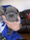 French Bulldog Puppies for sale in Jacksonville, FL, USA. price: NA