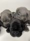 French Bulldog Puppies for sale in Delray Beach, FL, USA. price: $4,500