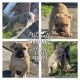 French Bulldog Puppies for sale in Richmond, VA 23223, USA. price: $4,000