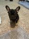 French Bulldog Puppies for sale in North Lewisburg, OH 43060, USA. price: NA