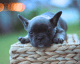 French Bulldog Puppies for sale in Margate, FL, USA. price: NA