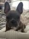 French Bulldog Puppies for sale in East Haven, CT 06512, USA. price: $500,000