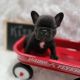 French Bulldog Puppies for sale in Rancho Cucamonga, CA 91730, USA. price: $4,000