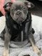 French Bulldog Puppies for sale in Macomb, MI 48044, USA. price: NA