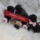 French Bulldog Puppies for sale in Riverside-San Bernardino-Ontario, CA, CA, USA. price: NA