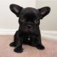 French Bulldog Puppies for sale in Hartford County, CT, USA. price: $1,500
