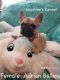 French Bulldog Puppies for sale in Akron, OH, USA. price: $300,000