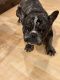 French Bulldog Puppies for sale in York County, PA, USA. price: $3,000