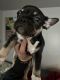 French Bulldog Puppies for sale in Ceres, CA 95307, USA. price: $3,000