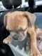 French Bulldog Puppies for sale in Honolulu, HI, USA. price: NA