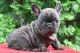 French Bulldog Puppies for sale in Arlington, VA, USA. price: $600