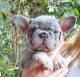 French Bulldog Puppies for sale in Pueblo West, CO, USA. price: NA
