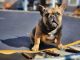 French Bulldog Puppies for sale in Santa Ana, CA, USA. price: $3,500