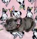 French Bulldog Puppies for sale in Salem, OR, USA. price: $3,500