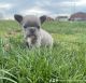 French Bulldog Puppies for sale in St Charles, MO, USA. price: $4,700