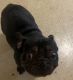 French Bulldog Puppies for sale in Honolulu, HI 96818, USA. price: $1,500