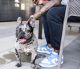 French Bulldog Puppies for sale in Woodland Hills, Los Angeles, CA, USA. price: $2,500