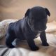 French Bulldog Puppies for sale in St. Louis, MO 63117, USA. price: $600