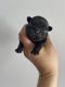 French Bulldog Puppies for sale in Long Prairie, MN 56347, USA. price: NA