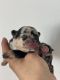 French Bulldog Puppies for sale in Long Prairie, MN 56347, USA. price: $4,500