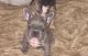 French Bulldog Puppies for sale in St Charles, MO, USA. price: NA