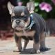 French Bulldog Puppies for sale in Belvin St, San Marcos, TX 78666, USA. price: $450