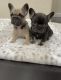 French Bulldog Puppies for sale in Santa Paula, CA 93060, USA. price: NA