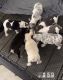 French Bulldog Puppies for sale in Hialeah, FL, USA. price: $3,000