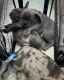French Bulldog Puppies for sale in Creedmoor, NC 27522, USA. price: $2,500