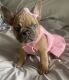 French Bulldog Puppies for sale in Hollywood, Los Angeles, CA, USA. price: $3,500