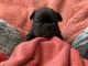 French Bulldog Puppies for sale in Medford Area School District, WI, USA. price: NA