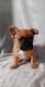 French Bulldog Puppies for sale in Zanesville, OH 43701, USA. price: $4,000