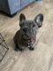 French Bulldog Puppies for sale in Howell Township, NJ, USA. price: $3,000