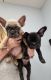 French Bulldog Puppies for sale in Kearneysville, WV 25430, USA. price: $3,000