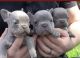 French Bulldog Puppies for sale in Santa Barbara, CA, USA. price: $2,000