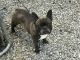 French Bulldog Puppies for sale in Whitwell, TN 37397, USA. price: NA