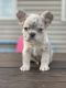 French Bulldog Puppies for sale in York, PA, USA. price: $3,900