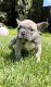French Bulldog Puppies for sale in San Diego, CA, USA. price: $2,500