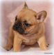French Bulldog Puppies for sale in Winnsboro, TX 75494, USA. price: $3,500