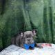French Bulldog Puppies for sale in Menifee, CA, USA. price: $3,800